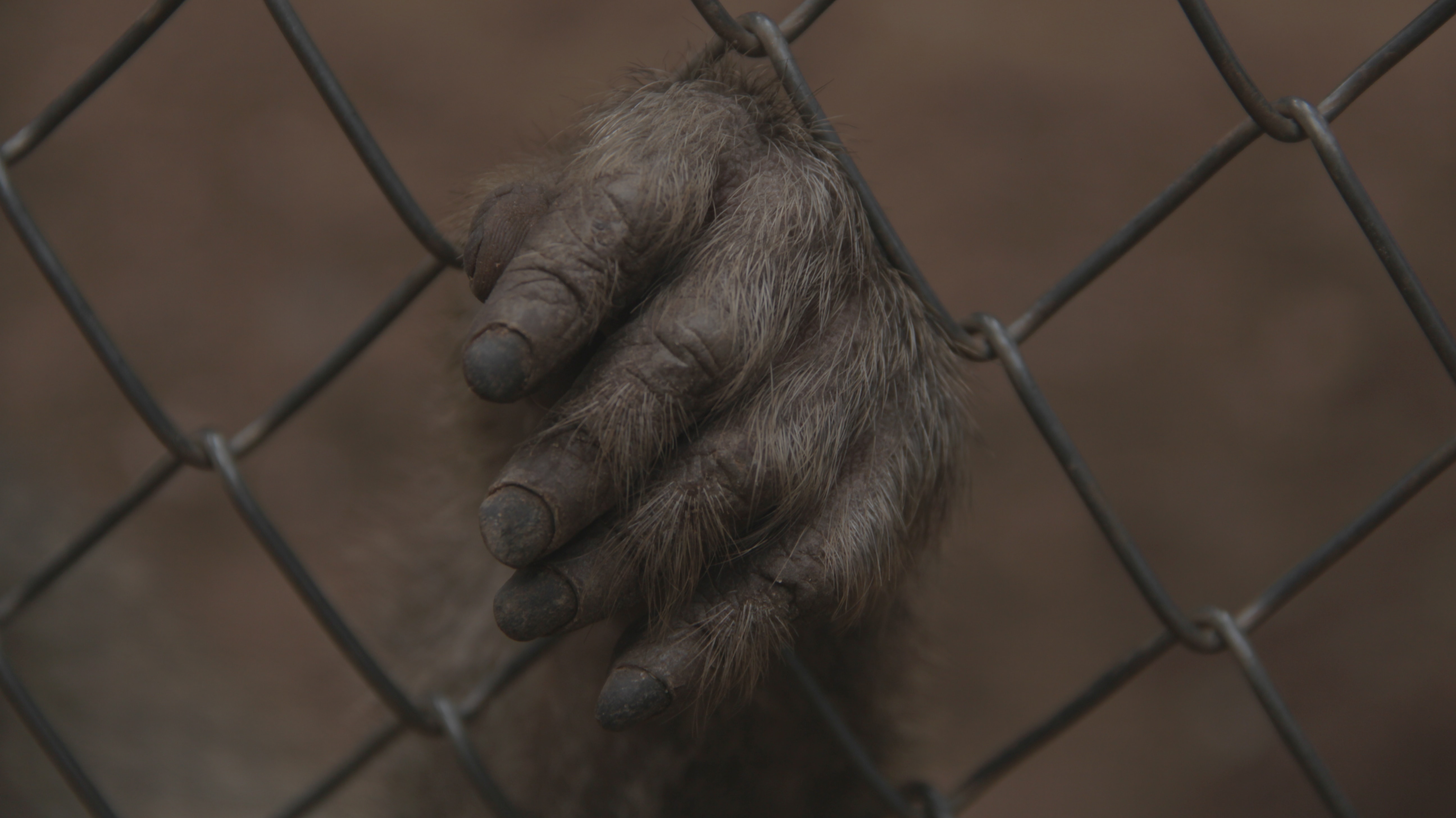 Cover Image for Kilas Balik 2023: Penyebaran Zoonosis di Indonesia Jadi Alarm akan Risiko Perambahan Alam