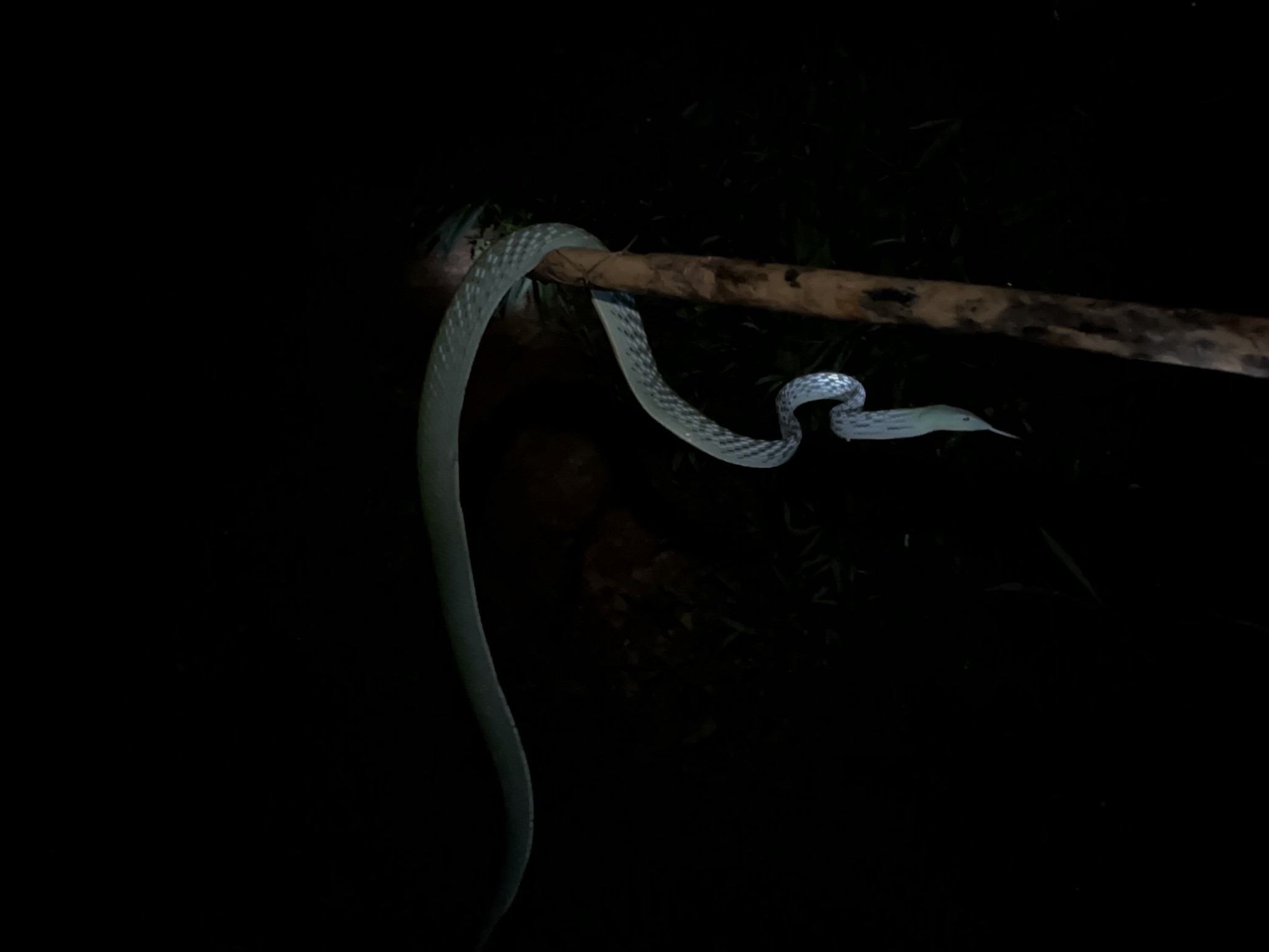 How Dangerous is the Oriental Whip Snake’s Venom to Humans?