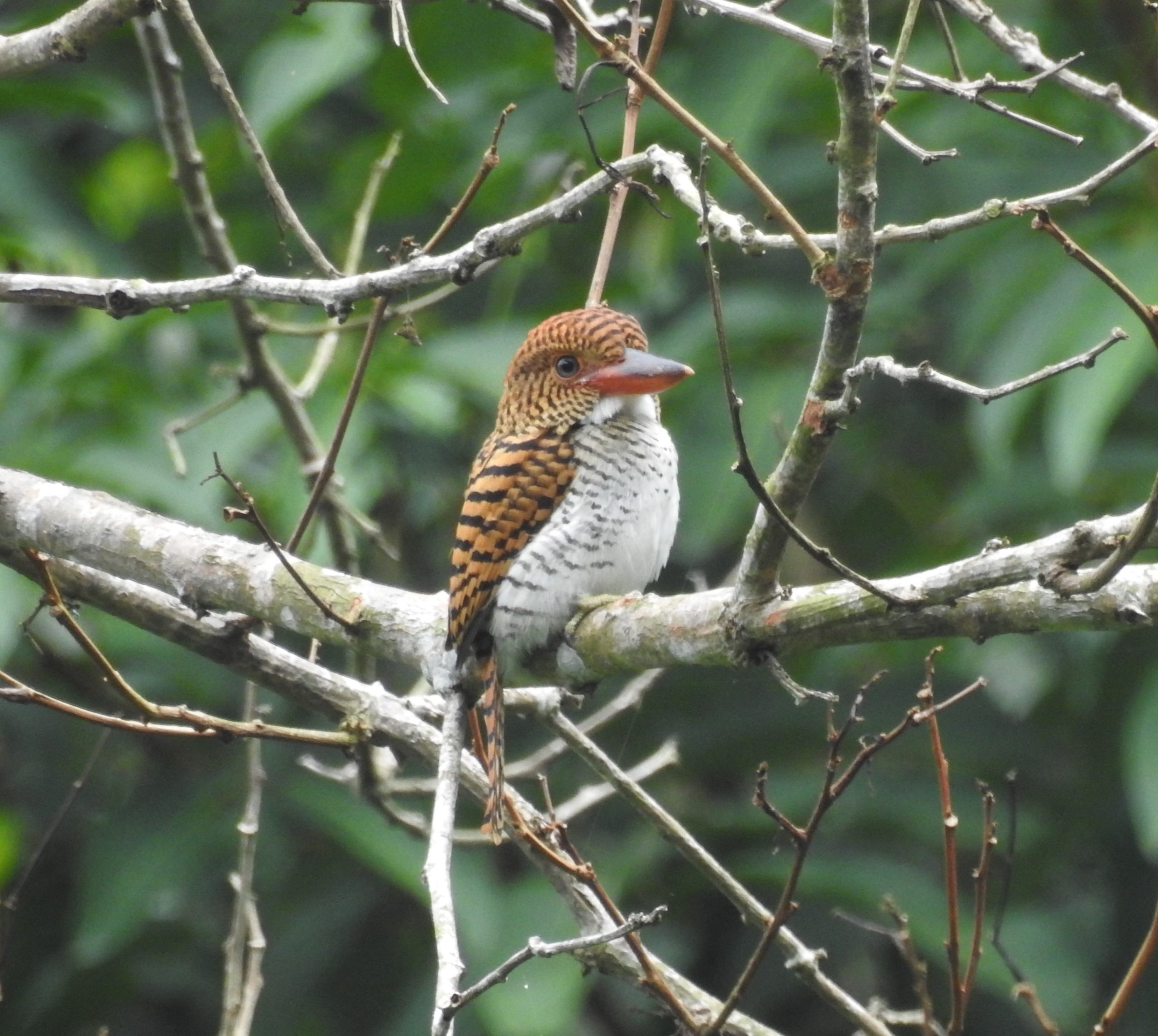 The Kingfisher’s Burrow: The Unique Secrets Behind Their Nests