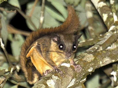 Night Explorers of Kemuning Forest: Javan Flying Squirrel