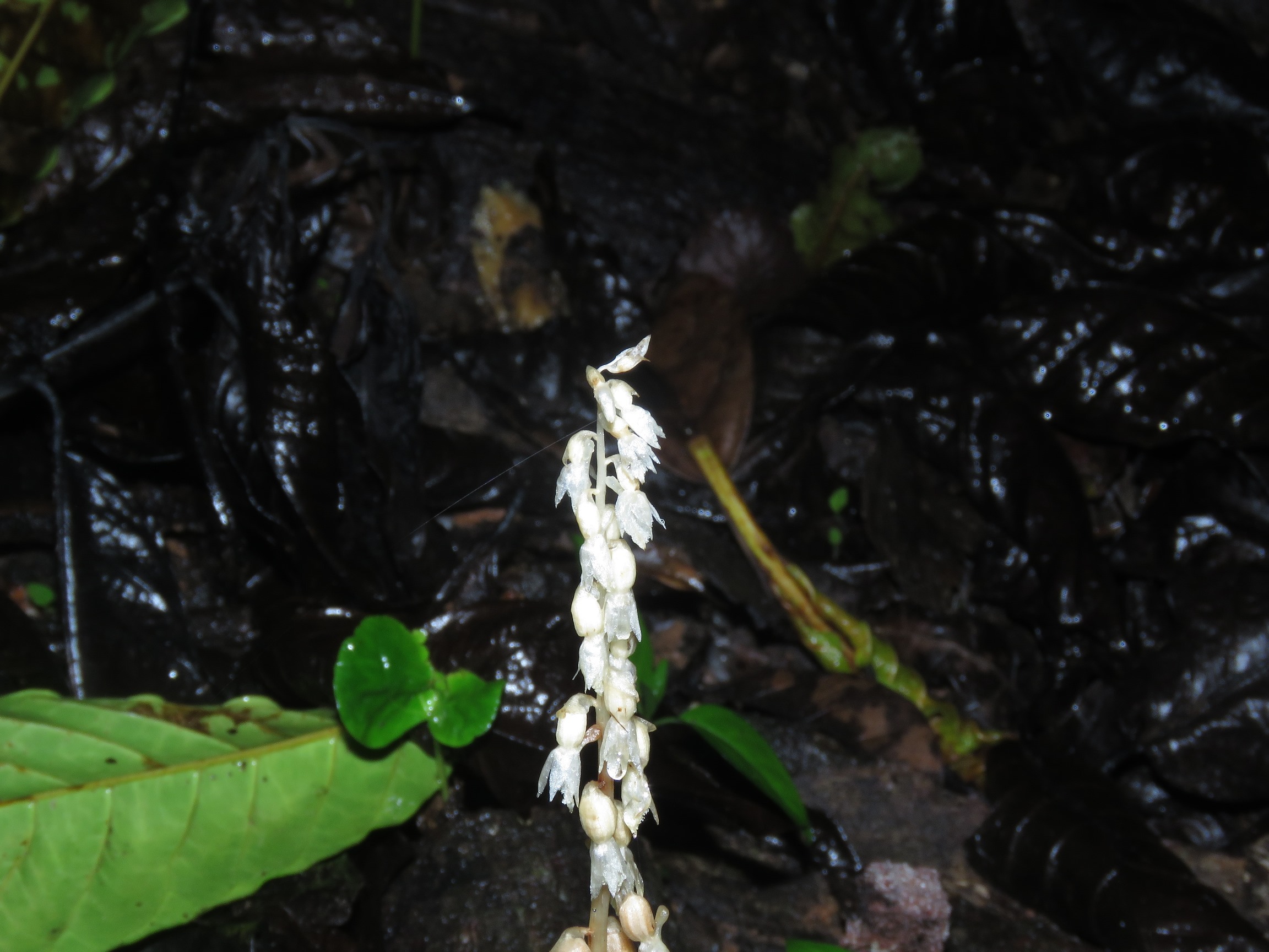 The ‘Ghost’ of Kemuning: A Leafless Orchid in the Rainy Season