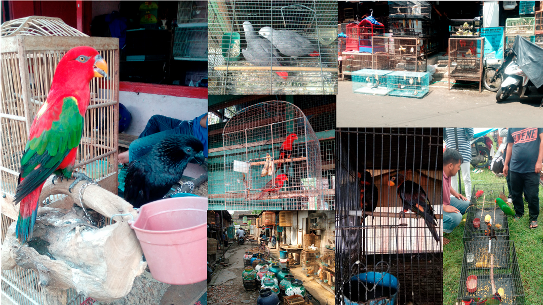 Parrot Trade and the Potential Risk of Psittacosis as a Zoonotic Disease in Indonesian Bird Markets