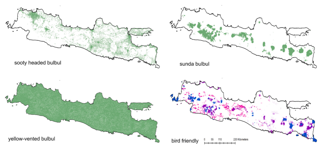 Quantifying market prevalence, abundance, and suitable habitats of bulbuls in Java, Indonesia